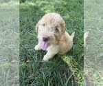 Small #1 Aussiedoodle