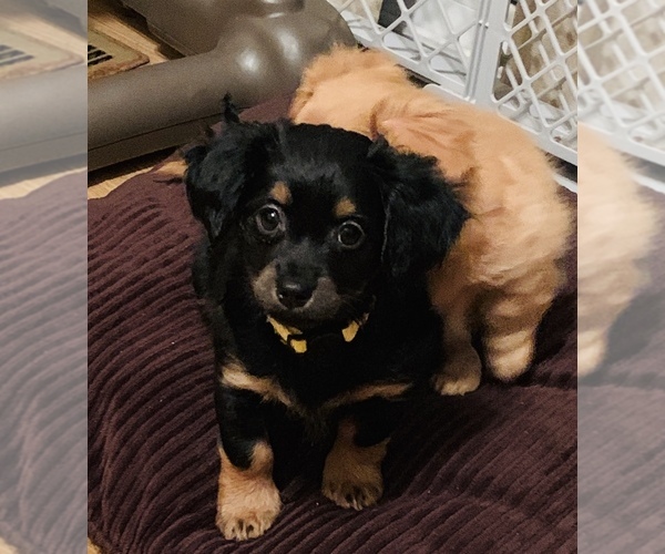 Medium Photo #3 Chiweenie Puppy For Sale in OMAHA, NE, USA