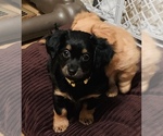 Small Photo #3 Chiweenie Puppy For Sale in OMAHA, NE, USA