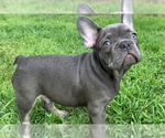 Small Photo #1 French Bulldog Puppy For Sale in MEDFORD, OR, USA