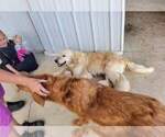 Small Photo #1 Golden Retriever Puppy For Sale in ARVADA, CO, USA