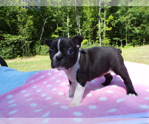 Medium Photo #1 Boston Terrier Puppy For Sale in MONROE, NH, USA