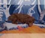 Small Photo #9 Labradoodle Puppy For Sale in GALION, OH, USA