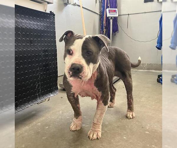 Medium Photo #1 Mutt Puppy For Sale in Camarillo, CA, USA