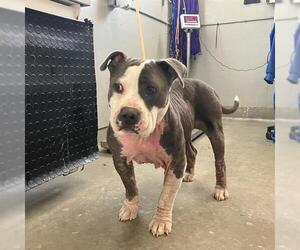 Mutt Dogs for adoption in Camarillo, CA, USA