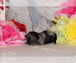 Small #1 Chihuahua