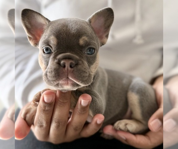 Medium Photo #1 French Bulldog Puppy For Sale in NAPLES, FL, USA