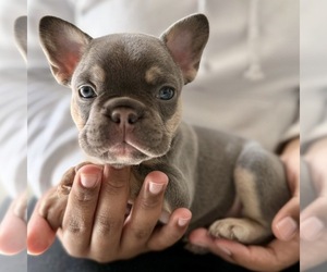 French Bulldog Puppy for sale in NAPLES, FL, USA