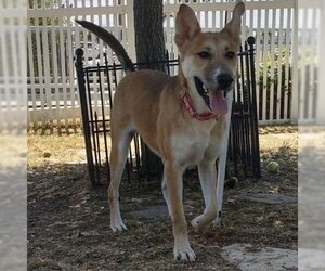 German Shepherd Dog Dogs for adoption in Galveston, TX, USA