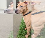 Small #1 American Pit Bull Terrier Mix
