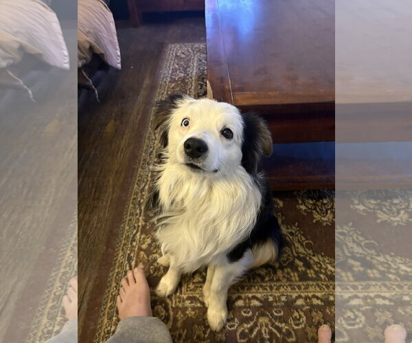 Medium Photo #5 Australian Shepherd Puppy For Sale in Dallas, TX, USA
