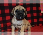 Small #4 Mastiff