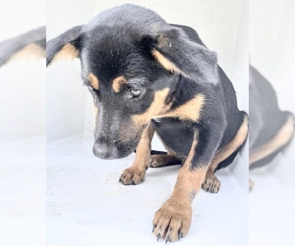 Medium Photo #1 Shepweiller Puppy For Sale in Houston, TX, USA