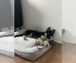 Small Alaskan Husky-German Shepherd Dog Mix