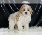Small #2 Maltipoo