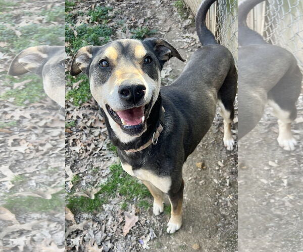 Medium Photo #1 Rottweiler-Unknown Mix Puppy For Sale in Munford, TN, USA