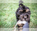 Small #5 Bernedoodle (Miniature)