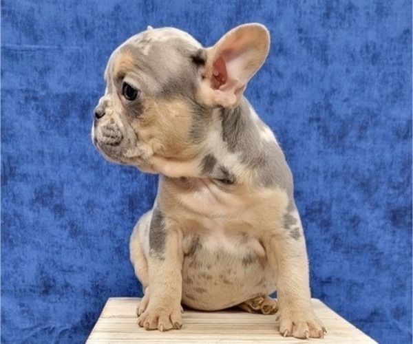 Medium Photo #3 French Bulldog Puppy For Sale in BLAKESBURG, IA, USA