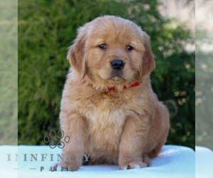 Golden Retriever Puppy for sale in LITITZ, PA, USA