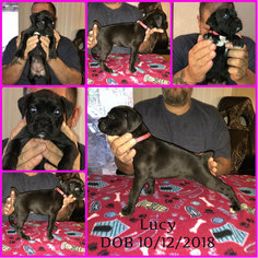 Boxer Puppy for sale in BISMARCK, AR, USA