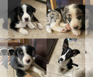 Ausky-Australian Shepherd Mix Puppy for sale in BAKERSFIELD, CA, USA