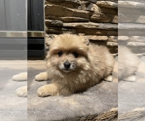 Pomsky Puppy for sale in ROMULUS, MI, USA