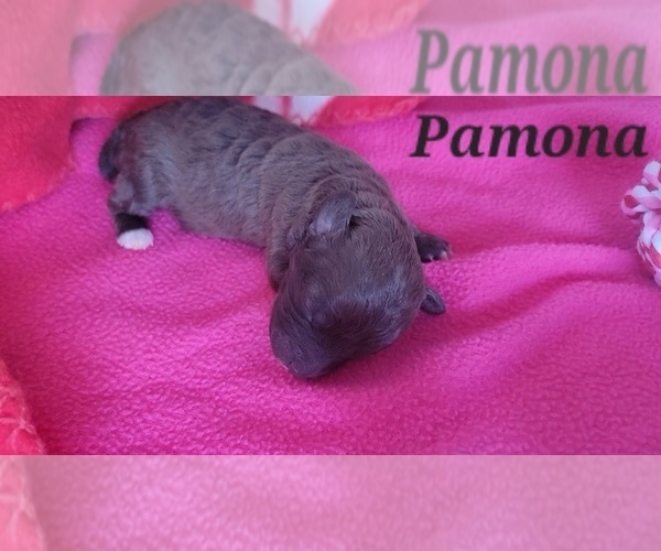 Medium Photo #4 Poodle (Toy) Puppy For Sale in TUCSON, AZ, USA