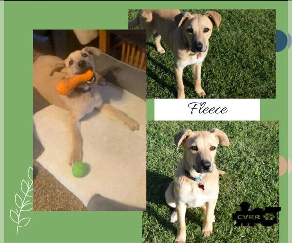 Medium Photo #2 Australian Shepherd-Unknown Mix Puppy For Sale in Lindsay, CA, USA