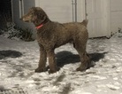 Small Photo #1 Goldendoodle Puppy For Sale in PORTLAND, ND, USA