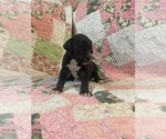 Puppy Black Male 2 Great Dane