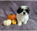 Puppy CeCe Shih Tzu