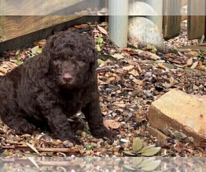 Lagotto Romagnolo-Poodle (Standard) Mix Puppy for sale in FORT WORTH, TX, USA