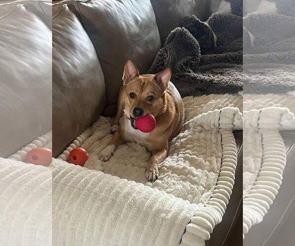 Medium Photo #10 Akita-Saluki Mix Puppy For Sale in Oakhurst, NJ, USA