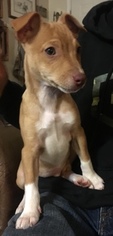 Rat Terrier Puppy for sale in BEAR POPLAR, NC, USA