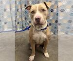 Small American Staffordshire Terrier-Mastiff Mix