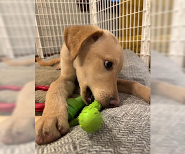 Medium Photo #2 Mutt Puppy For Sale in Minneapolis, MN, USA