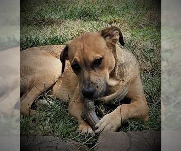 Medium Photo #8 Catahoula Leopard Dog-Unknown Mix Puppy For Sale in Spring, TX, USA