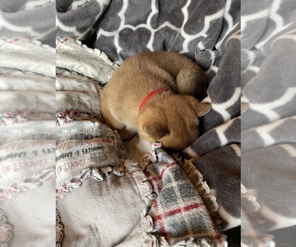 Medium Photo #3 Shiba Inu Puppy For Sale in SCHUYLKILL HAVEN, PA, USA