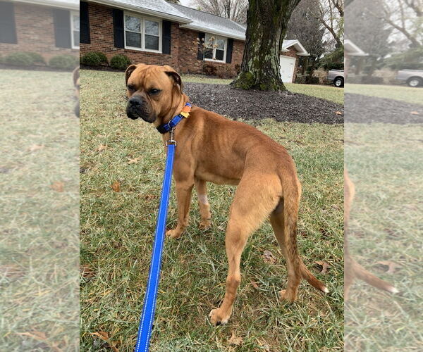 Medium Photo #10 Boxer Puppy For Sale in Burnsville, MN, USA