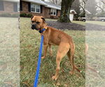 Small #9 Boxer