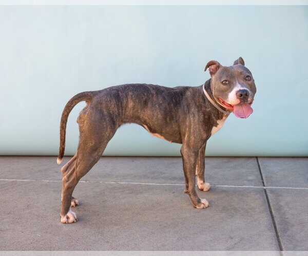 Medium Photo #3 Mutt Puppy For Sale in Pasadena, CA, USA