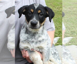 Mutt Dogs for adoption in Prattville, AL, USA