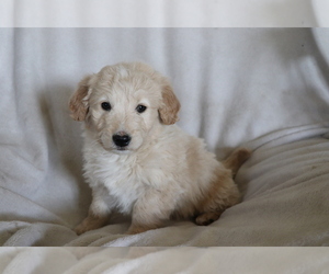 Goldendoodle (Miniature) Puppy for sale in SHILOH, OH, USA