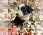 Small Photo #32 Australian Shepherd Puppy For Sale in COTOPAXI, CO, USA