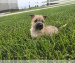 Small #10 Cairn Terrier