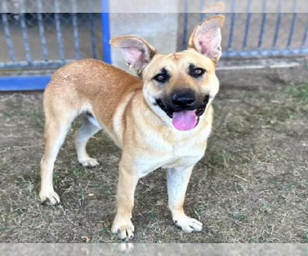 Medium Photo #2 German Shepherd Dog-Unknown Mix Puppy For Sale in Riverside, CA, USA
