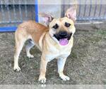 Small #1 German Shepherd Dog Mix