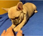 Small #2 French Bulldog