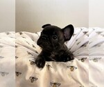 Small Photo #2 French Bulldog Puppy For Sale in MCKINNEY, TX, USA