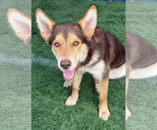 Medium Photo #2 Mutt Puppy For Sale in Omaha, NE, USA